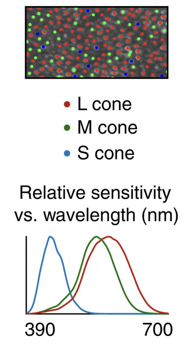 A map of the three cone types (L in red, M in green, S in blue) tiled across a patch of retina, above a plot of relative sensitivity versus wavelength from 390 to 700 nm, showing the L and M curves overlapping heavily while the S curve peaks separately in the short-wavelength range.
