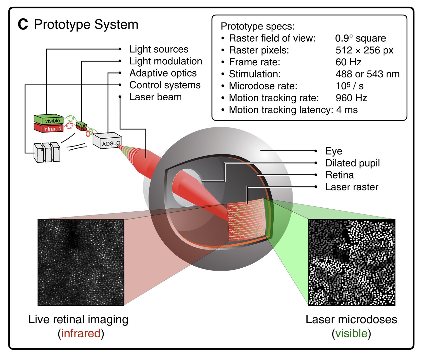 Diagram of the prototype system: an adaptive-optics scanning laser ophthalmoscope (AOSLO) sends a laser beam through a dilated pupil onto the retina, where it delivers ~100,000 targeted microdoses per second to individual cone cells, with live infrared retinal imaging used to track eye motion at 960 Hz.
